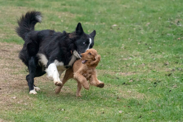 istock happy puppy dog cocker spaniel and border collie running 1076510576