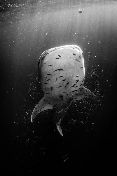 istock Whale Shark swimming for surface showing his white underside surrounded by baitfish with sunrays. Photo is in Black and White 1076510908