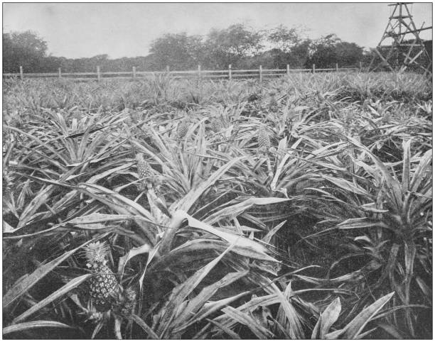antike historische fotografien aus der us-marine und armee: ananas-plantage, hawaii - pineapple plantation stock-grafiken, -clipart, -cartoons und -symbole