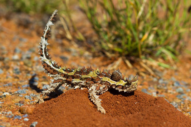 Thorny Devil Lizard sitting on a red ants nest with bush background Photographed in north west Australia moloch horridus stock pictures, royalty-free photos & images