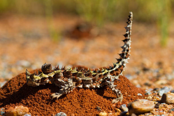 Thorny Devil Lizard sitting on a red ants nest with bush background Photo of a classic Thorny Devil feeding on ants moloch horridus stock pictures, royalty-free photos & images