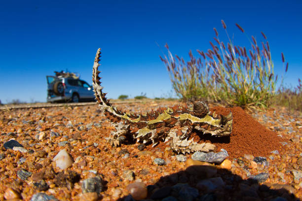 車や背景の美しい青い空と赤いアリの巣に座っている厄介な悪魔トカゲ - lizard landscape desert australia ストックフォトと画像