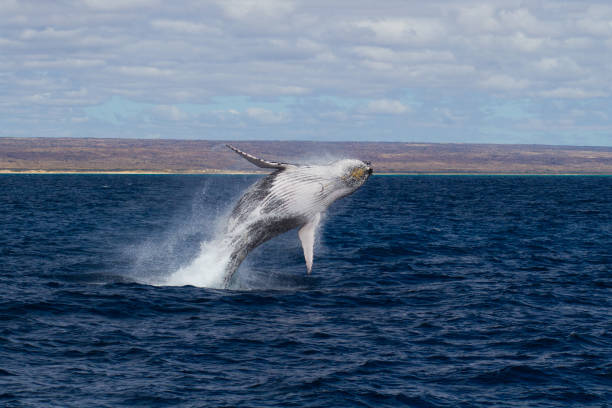 istock Humpback Whale breaching powerfully with West Australian coastline in the background 1076511668