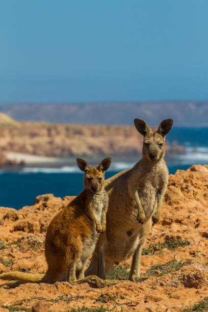 istock Kangaroo mother and child looking directly at camera with rugged ocean coastline backdrop. Vertical shot 1076512942
