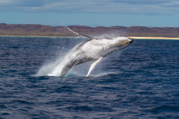 Humpback Whale breaching powerfully with West Australian coastline in the background Picture taken at Ningaloo World Heritage site ningaloo reef stock pictures, royalty-free photos & images