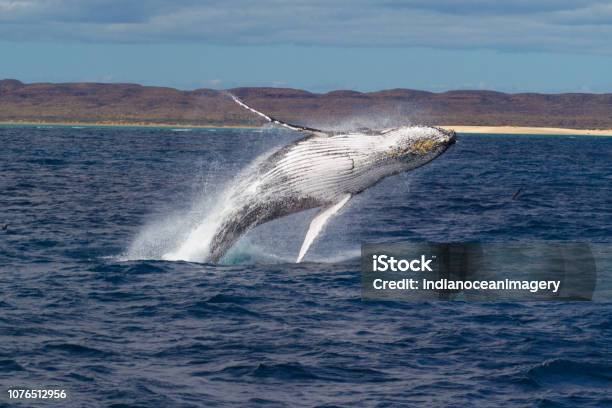 Humpback Whale Breaching Powerfully With West Australian Coastline In The Background Stock Photo - Download Image Now