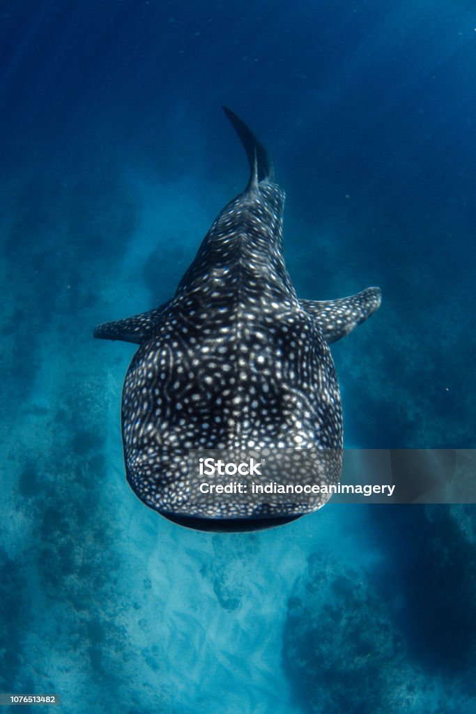 Whale Shark from above in incredible crystal clear water over coral reef Showing off the whale sharks amazing spot patterns this photo was taken at Ningaloo Reef Whale Shark Stock Photo