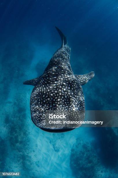Whale Shark From Above In Incredible Crystal Clear Water Over Coral Reef Stock Photo - Download Image Now