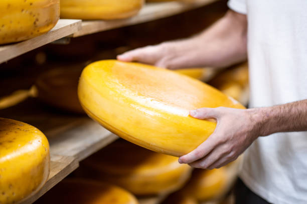 istock Taking cheese wheel at the manufacturing 1076514748