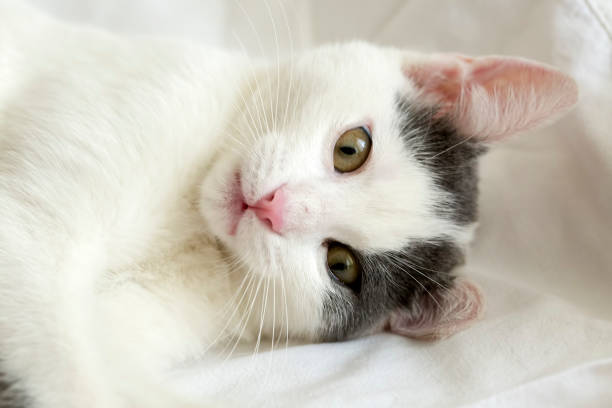 istock Pet animal; cute cat indoor. House cat. 1076515876
