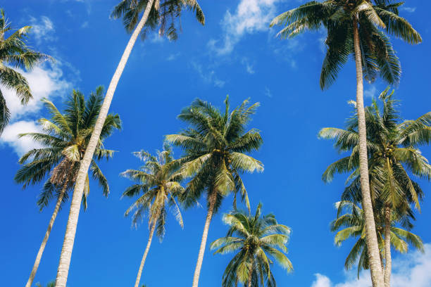 istock Palm tree with beautiful of blue sky. 1076518200