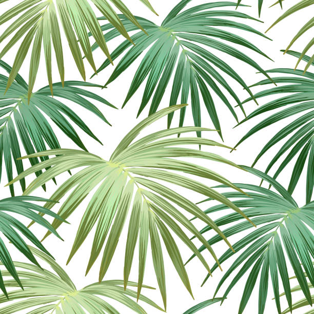 illustrations, cliparts, dessins animés et icônes de fond tropicale avec des plantes de jungle. feuilles de modèle tropical de vectorielle continue avec palme verte. - hawaii islands big island beach hawaiian culture