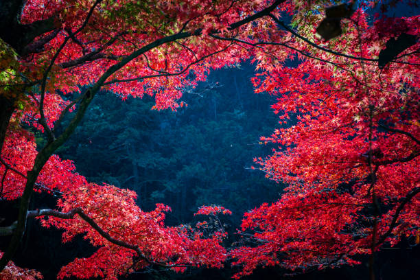 Closeup beautiful maple leaves with heart shape in autumn season in Japan