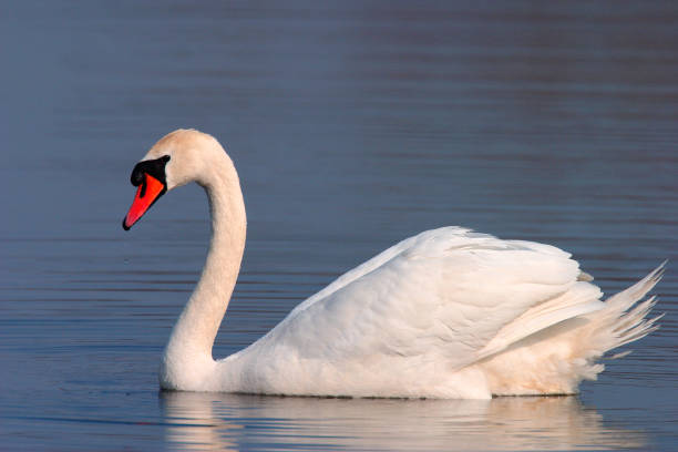 istock Single Mute swan bird on a water surface 1076523932