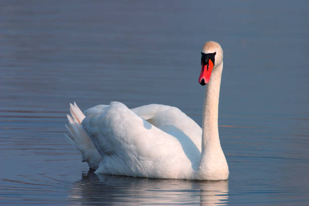 istock Single Mute swan bird on a water surface 1076524044
