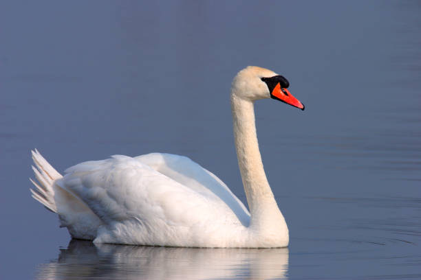 istock Single Mute swan bird on a water surface 1076524136