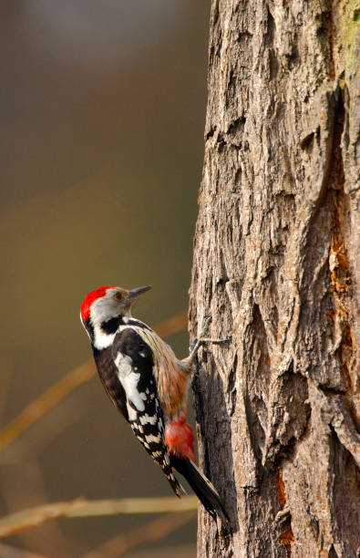 istock Single adult Great Spotted Woodpecker bird on a tree branch 1076524358