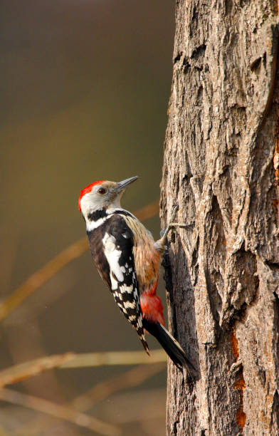 istock Single adult Great Spotted Woodpecker bird on a tree branch 1076524414