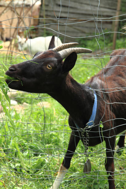 istock black goat in the green grass 1076524648
