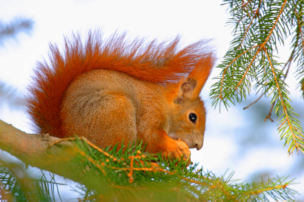 Single Red Squirrel on a tree branch Single Red Squirrel on a tree branch in Poland forest during a spring period hiding eurasian red squirrel (sciurus vulgaris) stock pictures, royalty-free photos & images