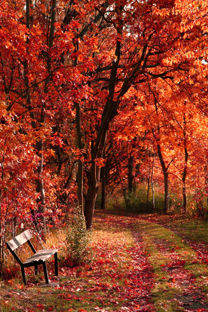 istock bench in the autumn park 1076529046