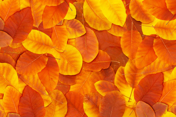 istock Autumn leaves background 1076535460
