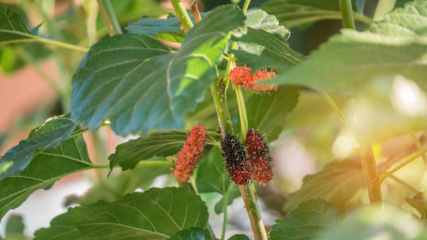 istock ripe mulberries fruits 1076536448