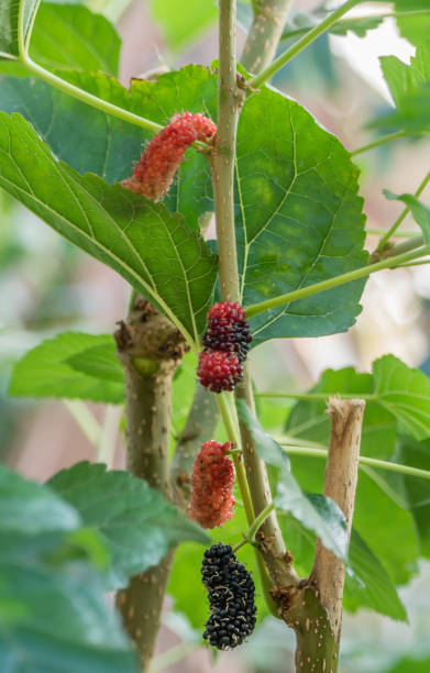 istock ripe mulberries fruits 1076536460