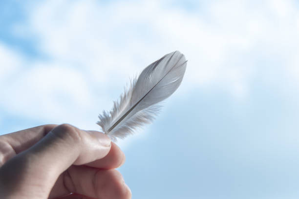 istock Closeup hand hold Little gray feather bird 1076536648