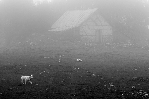 A dog walking on a foggy day. Black and whitwephoto