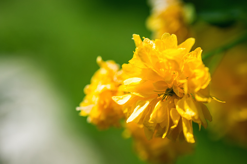 Close up macro shot of bright yellow wildflower in nature