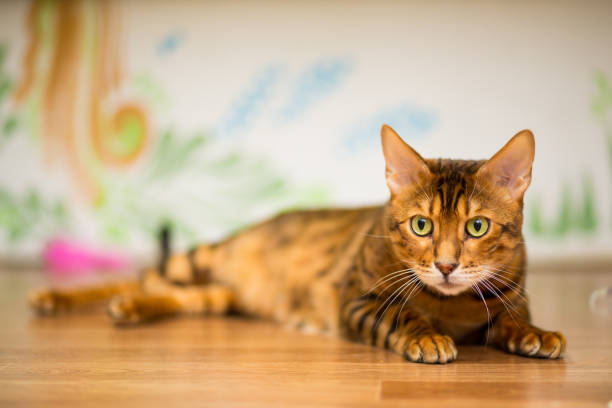istock The young Bengal cat plays playfully on the floor 1076561904
