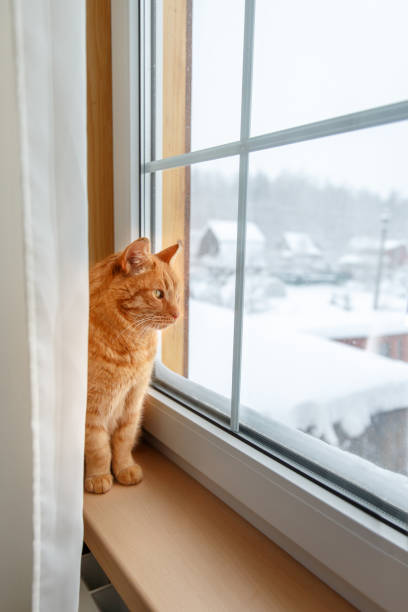 istock Ginger red cat sitting on the windowsill during snowfall on cold winter day. 1076562820