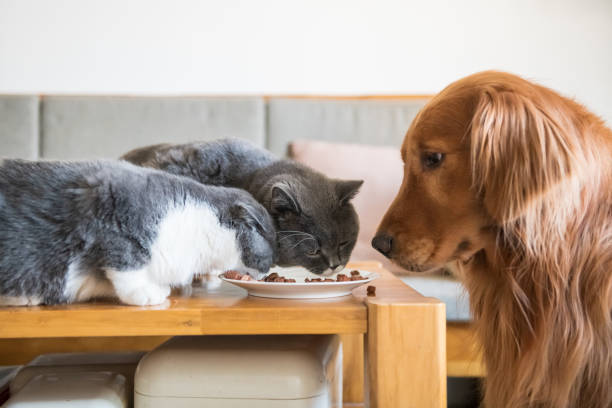 istock The Golden Hound watched two cats eating. 1076563594