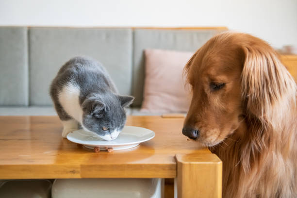 istock The Golden Hound watched the kitten eat. 1076563618