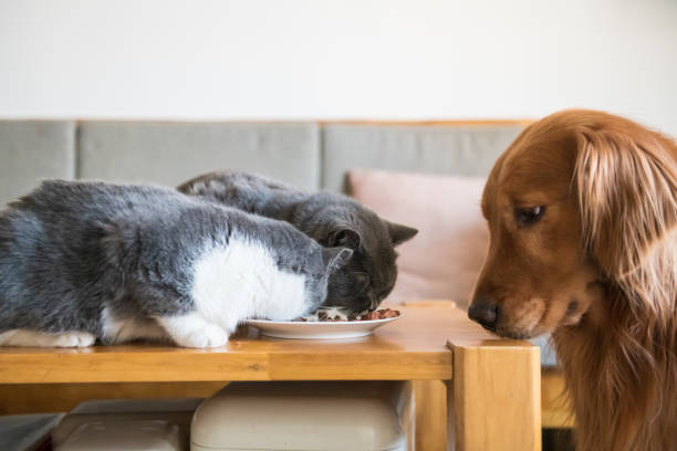 istock The Golden Hound watched two cats eating. 1076563750