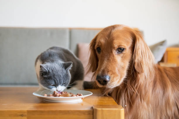 istock The Golden Hound watched the kitten eat. 1076564274