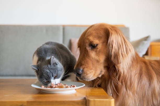 istock The Golden Hound watched the kitten eat. 1076564362