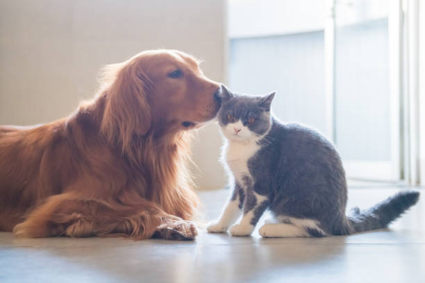 le chien d’or et le chaton s’approcher. - sapprocher photos et images de collection