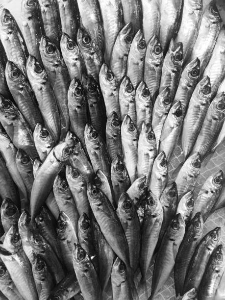 Fish at Market