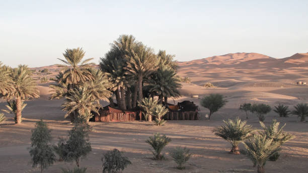 istock Bedoein tents in the Sahara 1076578486