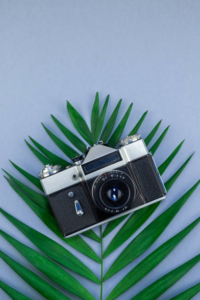 istock Tropical palm leaf and old photo camera background 1076579152