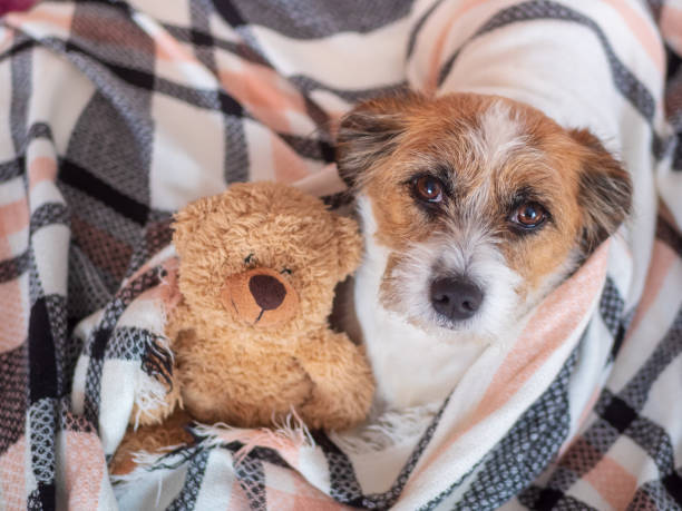 istock Small dog with teddy bear wrapped in a plaid blanket, looking into the camera 1076579650