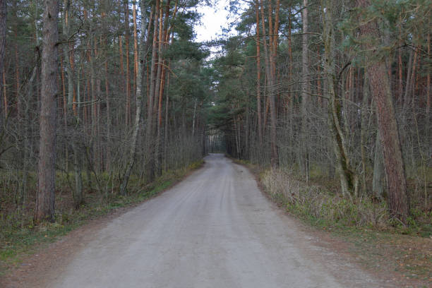 istock Dancing Forest, Curonian Spit, Russia 1076582974