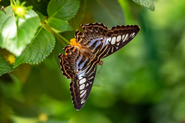 istock Butterfly Parthenos sylvia or the Sailboat on a leaf 1076583314