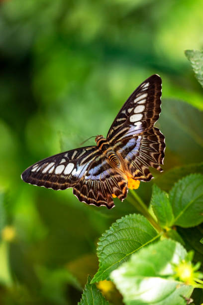 istock Butterfly Parthenos sylvia or the Sailboat on a leaf 1076583964