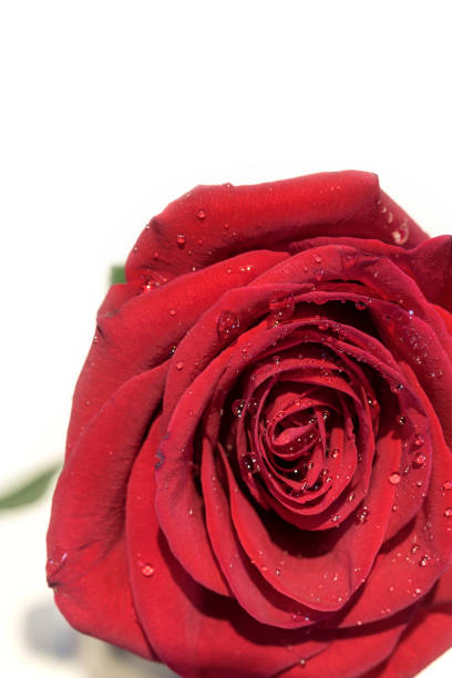istock Close-up of red rose, isolated on white 1076588510