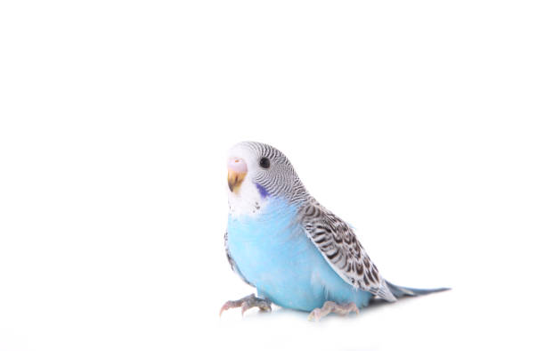 istock Isolated budgerigar. Little budgerigar isolated on white background 1076588548