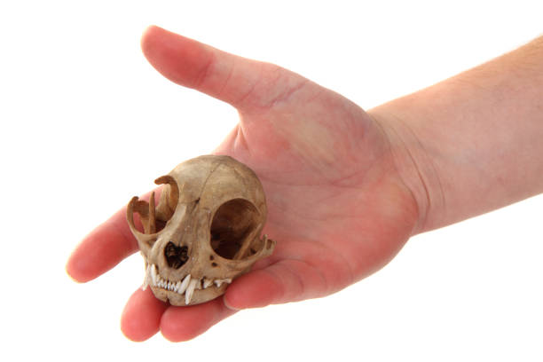 istock cat skul in human hand 1076589136