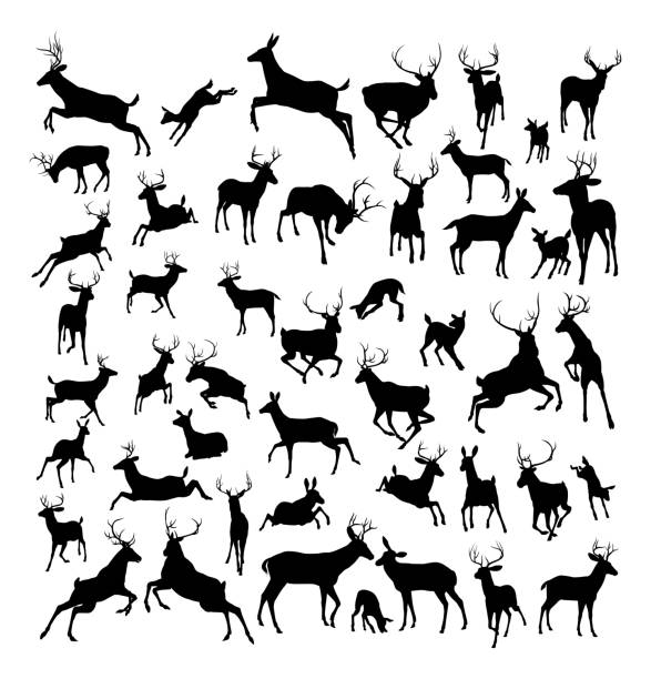 Deer animal silhouettes High quality deer silhouettes. Fawn, doe, bucks and stags in various poses. doe deer silhouette stock illustrations